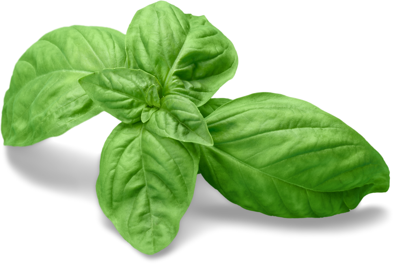 Fresh Basil Leaves