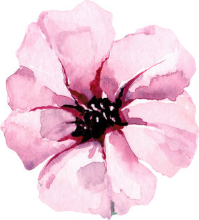 Bindweed petunia flower. Watercolor painting illustration.