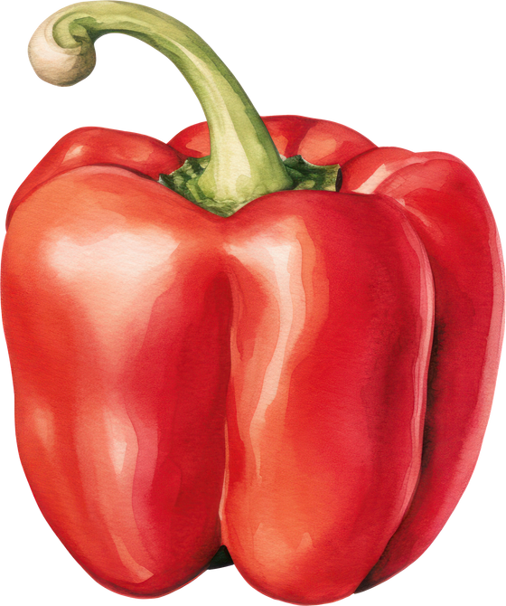 Red bell pepper watercolor illustration