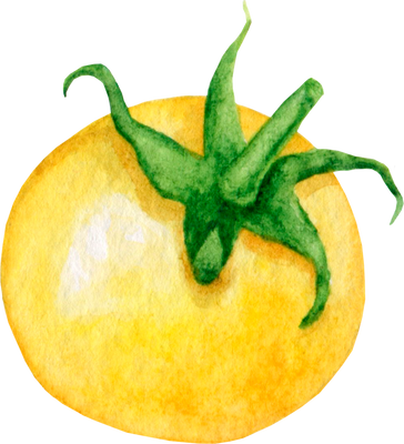 Yellow tomato watercolor illustration