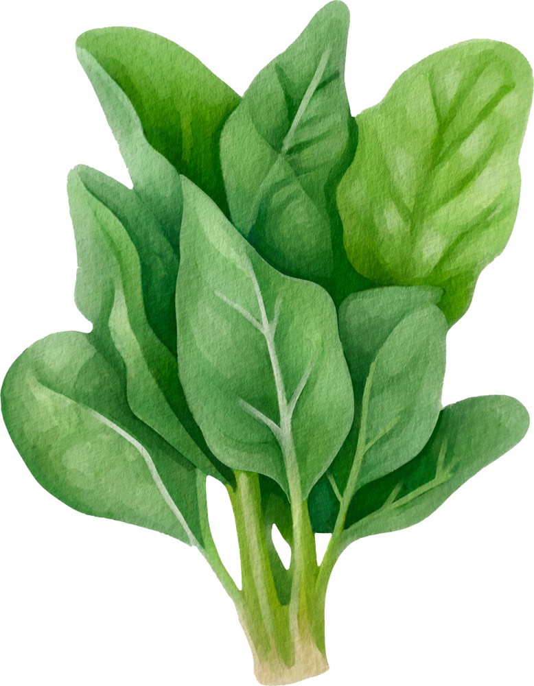 Spinach Watercolor