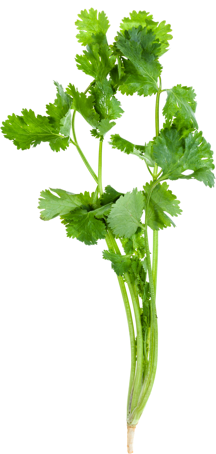 Twig of Fresh Green Cilantro