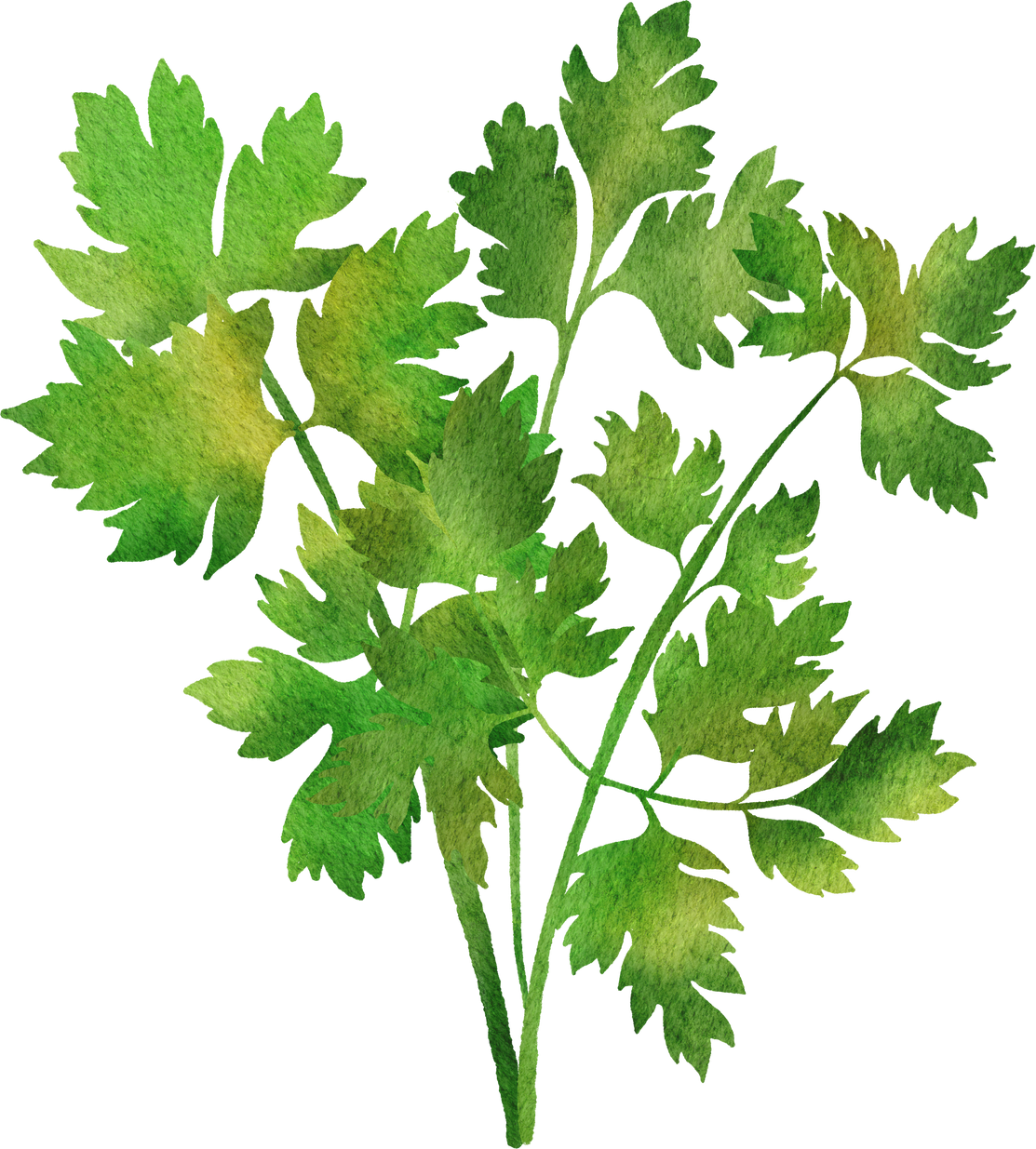 cilantro 