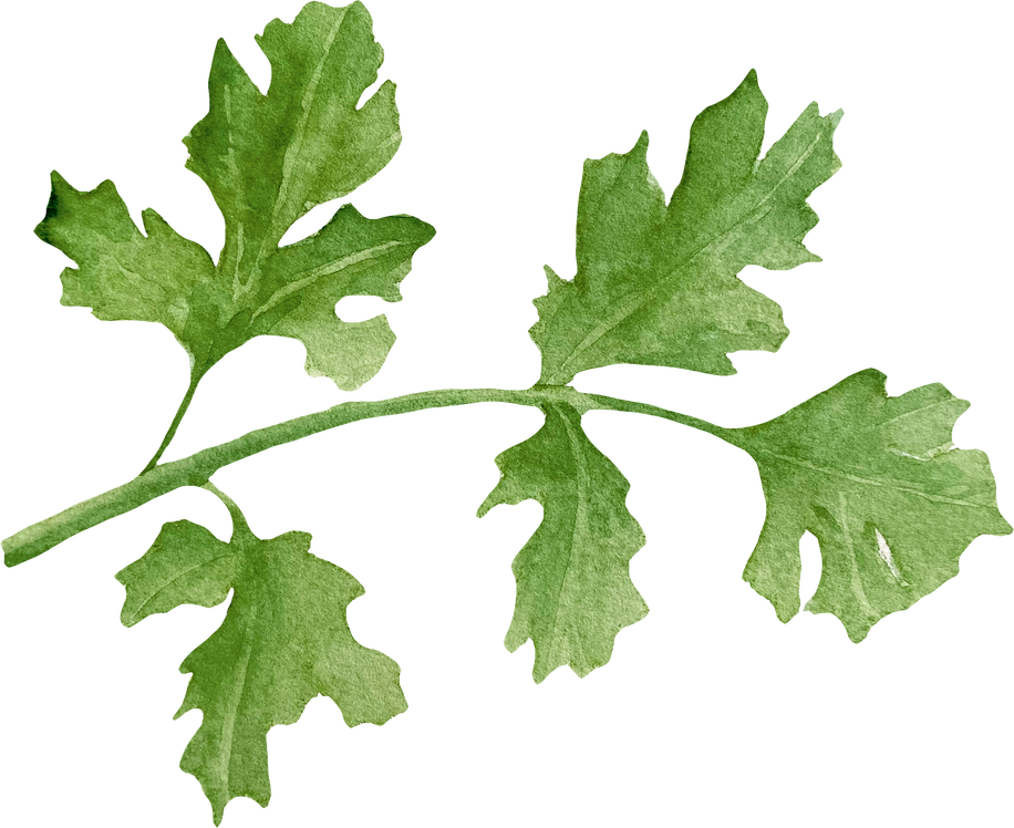 Watercolor Fresh Coriander Leaves