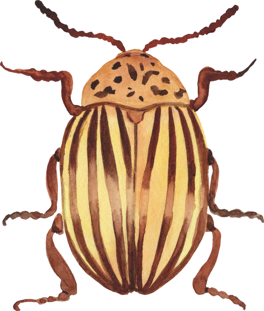 Watercolor potato beetle