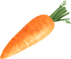 Watercolor Carrot Vegetable