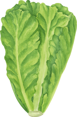 Lettuce watercolor greenery illustration