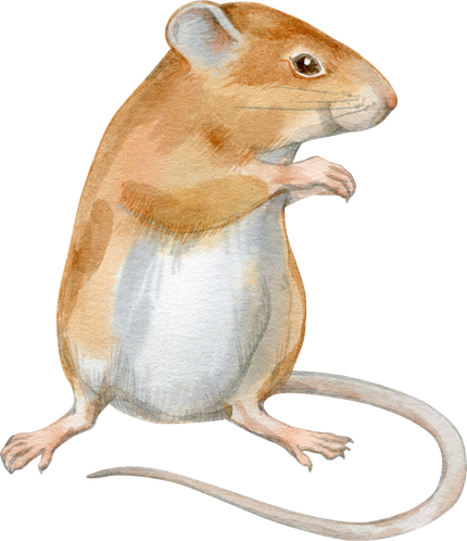 Watercolor illustration of cute little mouse.