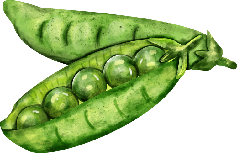 watercolor pea