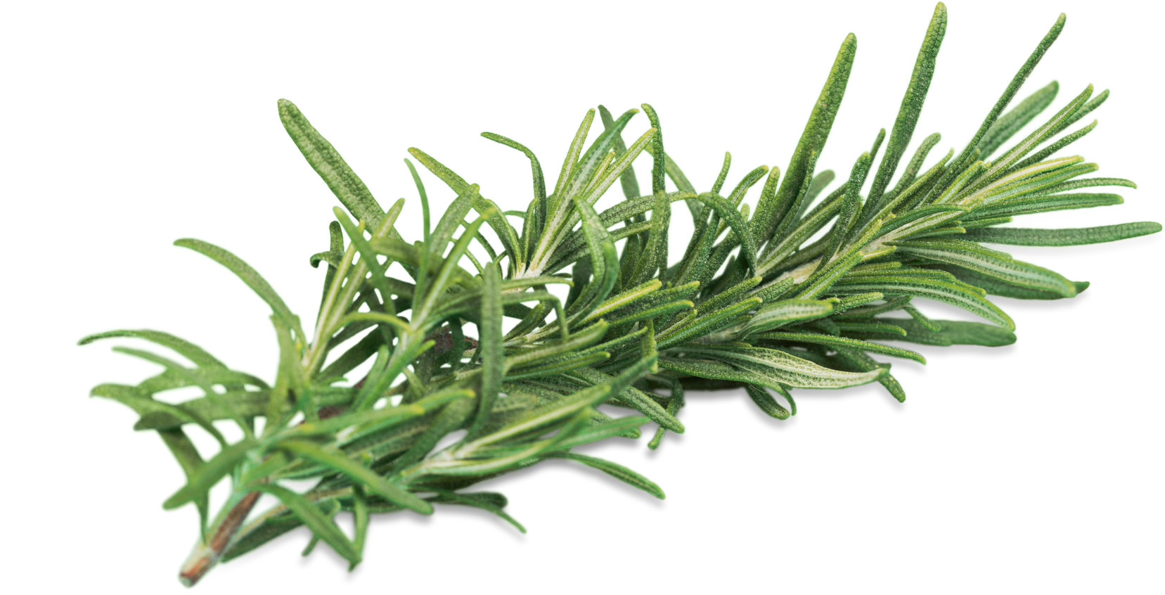 Rosemary Herb Sprig Isolated