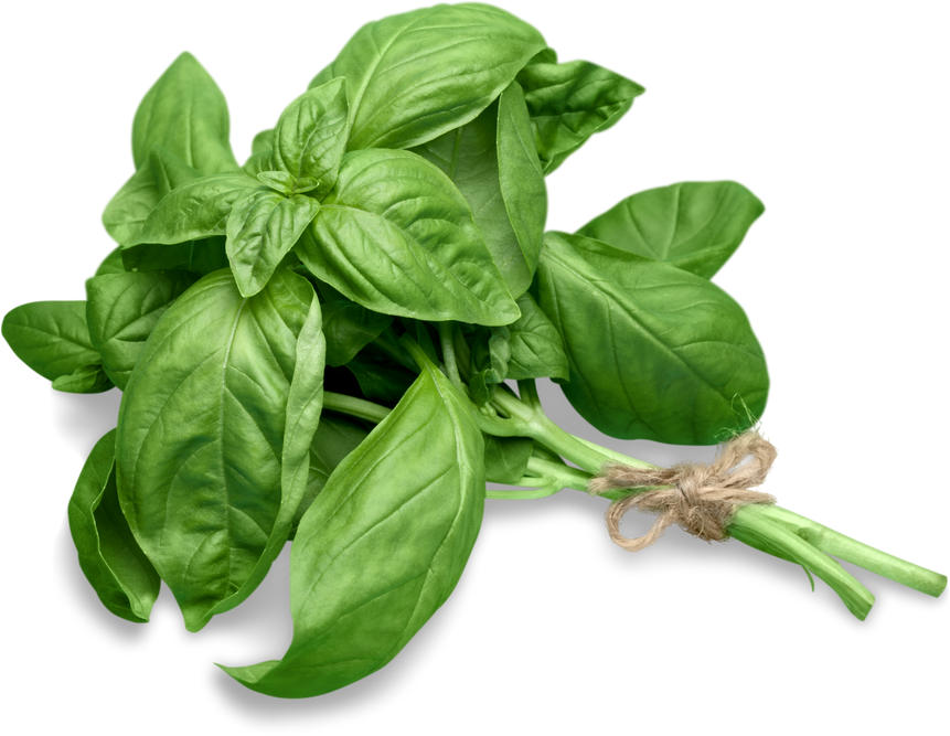 Fresh Basil