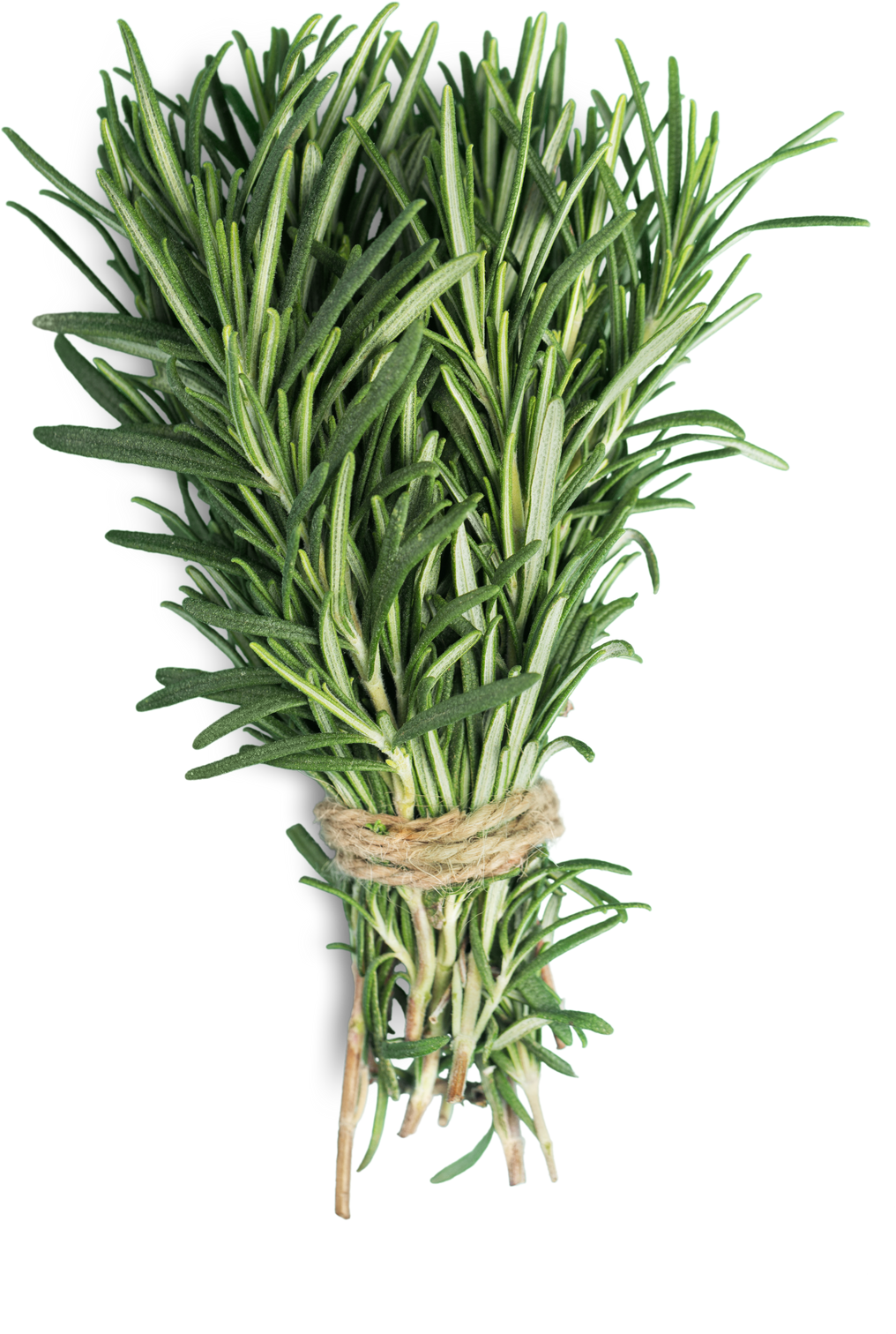 Fresh Rosemary Bunch Isolated  