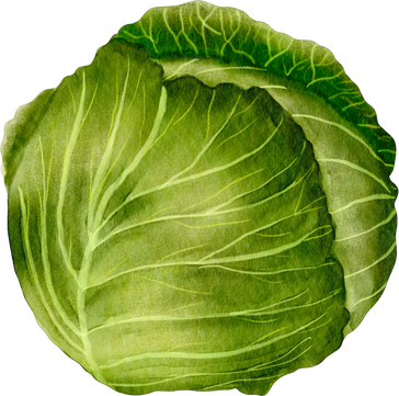 watercolor cabbage