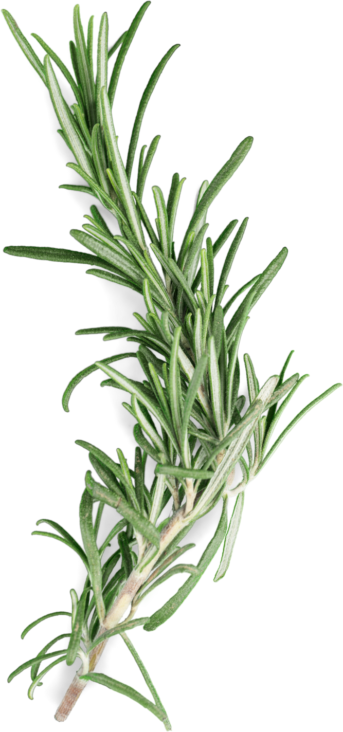 Rosemary Sprig Isolated on White Background