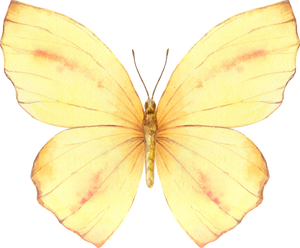 Yellow Watercolor Butterfly Illustration