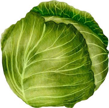 watercolor cabbage