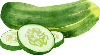 Watercolor cucumber